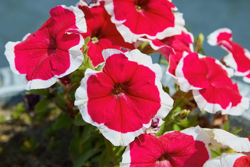 Picotee Mix Petunia Seeds – Multiflora Mixed Colors – Bicolor Flowers (50 Seeds) - Image 7