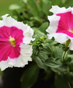 Picotee Mix Petunia Seeds – Multiflora Mixed Colors – Bicolor Flowers (50 Seeds) - Image 8