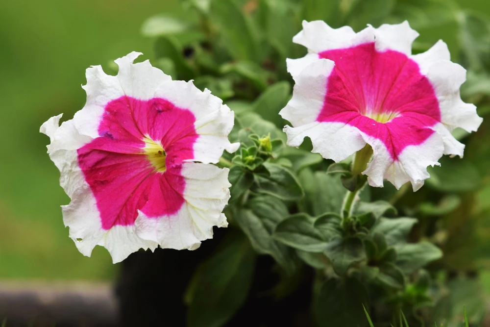 Picotee Mix Petunia Seeds – Multiflora Mixed Colors – Bicolor Flowers (50 Seeds) - Image 8
