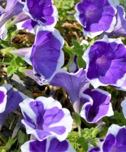 Picotee Mix Petunia Seeds – Multiflora Mixed Colors – Bicolor Flowers (50 Seeds) - Image 9