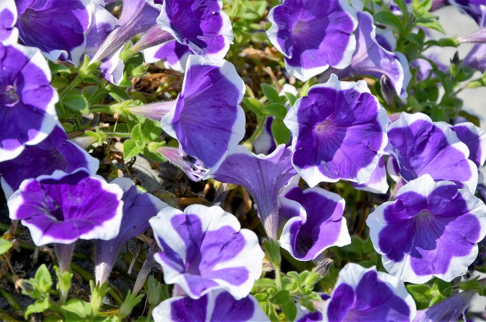 Picotee Mix Petunia Seeds – Multiflora Mixed Colors – Bicolor Flowers (50 Seeds) - Image 9