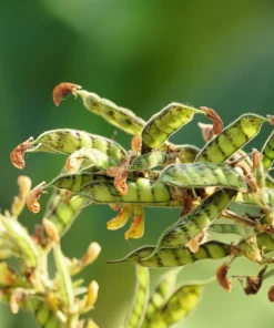 Pigeon Pea Seeds - 30 Count Cajanus Cajan Vegetable Seeds for Planting - Image 10