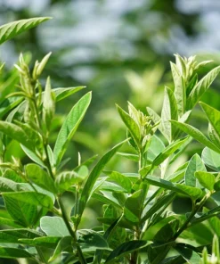 Pigeon Pea Seeds - 30 Count Cajanus Cajan Vegetable Seeds for Planting - Image 11