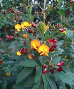 Pigeon Pea Seeds - 30 Count Cajanus Cajan Vegetable Seeds for Planting - Image 12