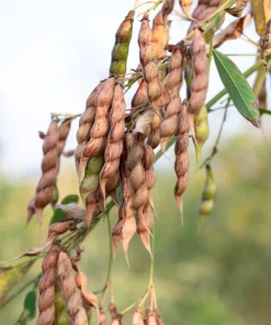 Pigeon Pea Seeds - 30 Count Cajanus Cajan Vegetable Seeds for Planting - Image 3