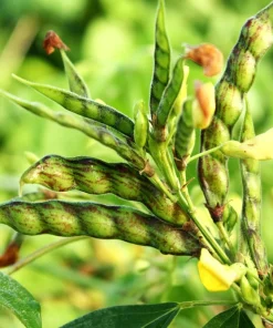 Pigeon Pea Seeds - 30 Count Cajanus Cajan Vegetable Seeds for Planting - Image 4