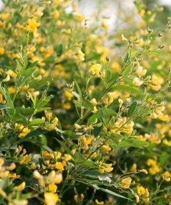 Pigeon Pea Seeds - 30 Count Cajanus Cajan Vegetable Seeds for Planting - Image 5