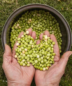 Pigeon Pea Seeds - 30 Count Cajanus Cajan Vegetable Seeds for Planting - Image 7
