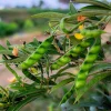 Pigeon Pea Seeds - 30 Count Cajanus Cajan Vegetable Seeds for Planting - Image 1
