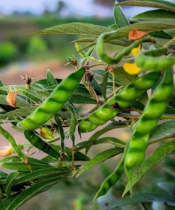 Pigeon Pea Seeds - 30 Count Cajanus Cajan Vegetable Seeds for Planting - Image 1