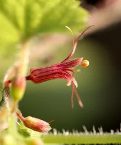 Piggyback Plant Seeds - Tolmiea Menziesii - 100 Seeds - Shade Tolerant - Image 10