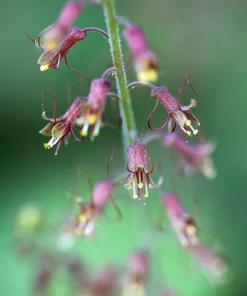 Piggyback Plant Seeds - Tolmiea Menziesii - 100 Seeds - Shade Tolerant - Image 11