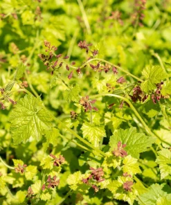 Piggyback Plant Seeds - Tolmiea Menziesii - 100 Seeds - Shade Tolerant - Image 12