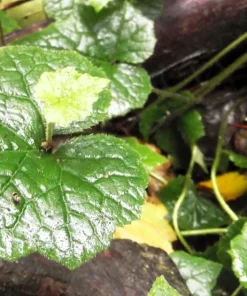 Piggyback Plant Seeds - Tolmiea Menziesii - 100 Seeds - Shade Tolerant - Image 2