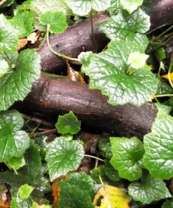 Piggyback Plant Seeds - Tolmiea Menziesii - 100 Seeds - Shade Tolerant - Image 3
