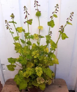 Piggyback Plant Seeds - Tolmiea Menziesii - 100 Seeds - Shade Tolerant - Image 4