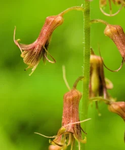 Piggyback Plant Seeds - Tolmiea Menziesii - 100 Seeds - Shade Tolerant - Image 5