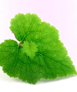 Piggyback Plant Seeds - Tolmiea Menziesii - 100 Seeds - Shade Tolerant - Image 6