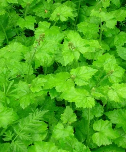 Piggyback Plant Seeds - Tolmiea Menziesii - 100 Seeds - Shade Tolerant - Image 7