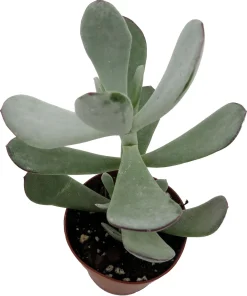 Pig's Ear Succulent Plant - Cotyledon Orbiculata - Live Plant - 2 Inch Pot - Image 2
