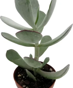 Pig's Ear Succulent Plant - Cotyledon Orbiculata - Live Plant - 2 Inch Pot - Image 3