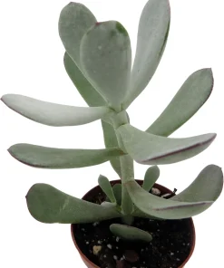 Pig's Ear Succulent Plant - Cotyledon Orbiculata - Live Plant - 2 Inch Pot - Image 4
