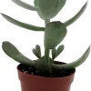 Pig's Ear Succulent Plant - Cotyledon Orbiculata - Live Plant - 2 Inch Pot - Image 1