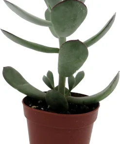Pig's Ear Succulent Plant - Cotyledon Orbiculata - Live Plant - 2 Inch Pot - Image 1