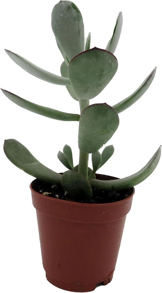 Pig's Ear Succulent Plant - Cotyledon Orbiculata - Live Plant - 2 Inch Pot - Image 1
