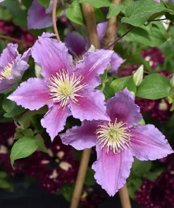 Piilu Clematis Vine Live Plant – Heaviest Blooming Clematis – 2.5" Pot – Outdoor - Image 2