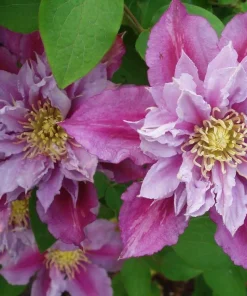 Piilu Clematis Vine Live Plant – Heaviest Blooming Clematis – 2.5