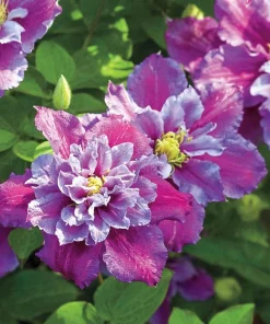 Piilu Clematis Vine Live Plant – Heaviest Blooming Clematis – 2.5