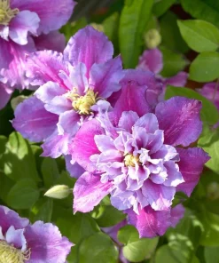 Piilu Clematis Vine Live Plant – Heaviest Blooming Clematis – 2.5