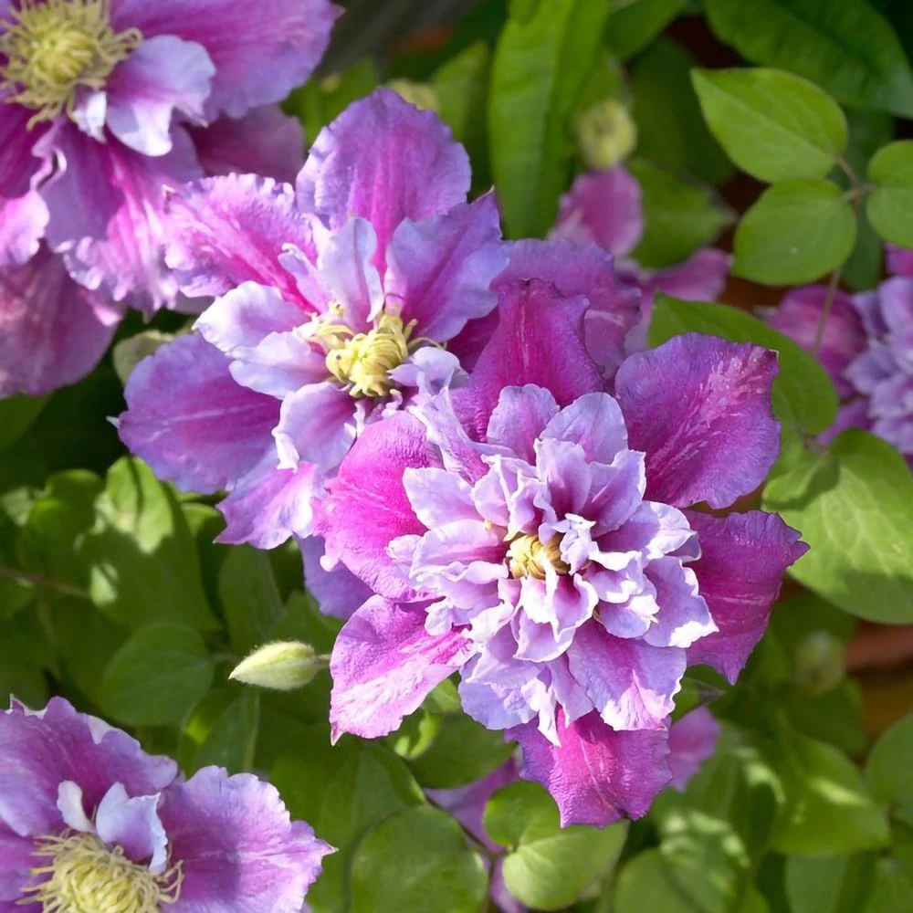 Piilu Clematis Vine Live Plant – Heaviest Blooming Clematis – 2.5" Pot – Outdoor - Image 1