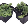 Pilea depressa Live Plant - Large Leaf Baby Tears Houseplant - 2 Plants 2" Pots - Image 1