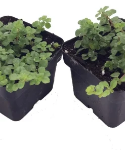 Pilea depressa Live Plant - Large Leaf Baby Tears Houseplant - 2 Plants 2