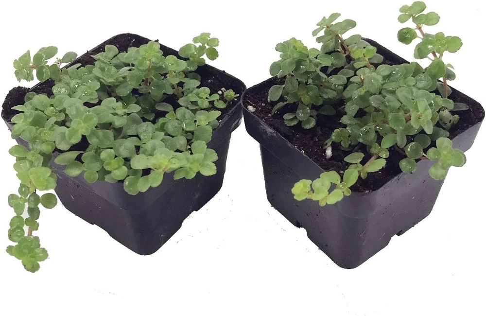 Pilea depressa Live Plant - Large Leaf Baby Tears Houseplant - 2 Plants 2" Pots - Image 1