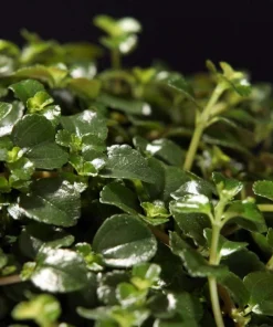 Pilea Depressa Sao Paulo Live Plant - 2.5 inch Pot Houseplant - Image 2