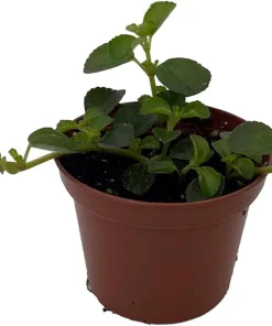 Pilea Depressa Sao Paulo Live Plant - 2.5 inch Pot Houseplant - Image 3