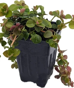 Pilea Depressa Sao Paulo Live Plant - 2.5 inch Pot Houseplant - Image 4