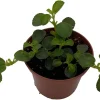 Pilea Depressa Sao Paulo Live Plant - 2.5 inch Pot Houseplant - Image 1