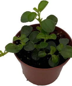 Pilea Depressa Sao Paulo Live Plant - 2.5 inch Pot Houseplant - Image 1