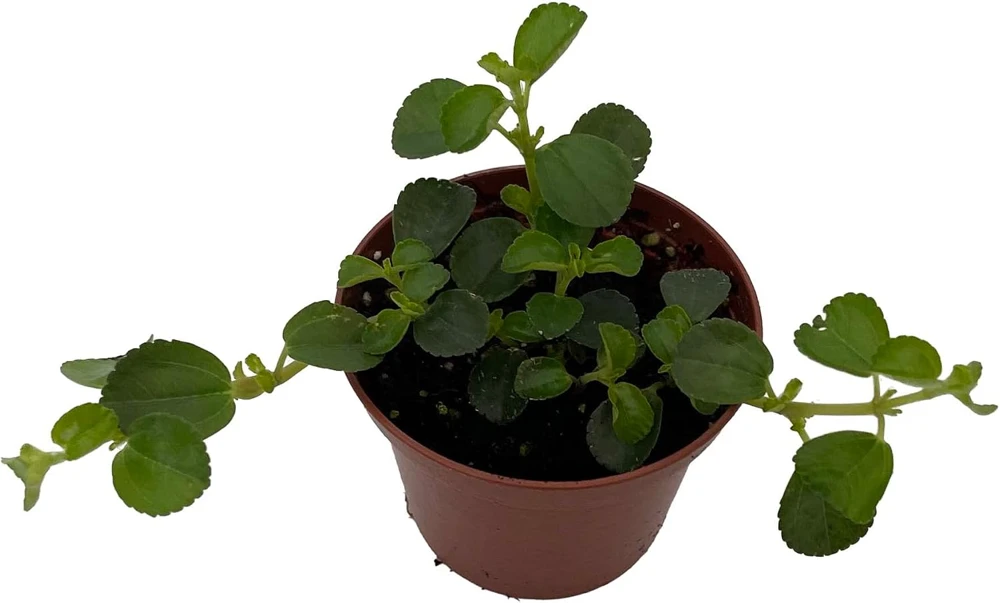 Pilea Depressa Sao Paulo Live Plant - 2.5 inch Pot Houseplant - Image 1