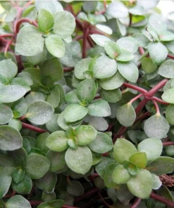 Pilea Glauca Plant - Blue Baby Tears Live Plant 2.5 inch Pot - Indoor - Image 2