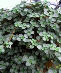 Pilea Glauca Plant - Blue Baby Tears Live Plant 2.5 inch Pot - Indoor - Image 3