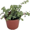 Pilea Glauca Plant - Blue Baby Tears Live Plant 2.5 inch Pot - Indoor - Image 1