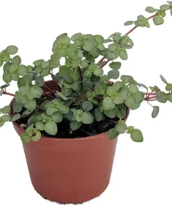 Pilea Glauca Plant - Blue Baby Tears Live Plant 2.5 inch Pot - Indoor - Image 1