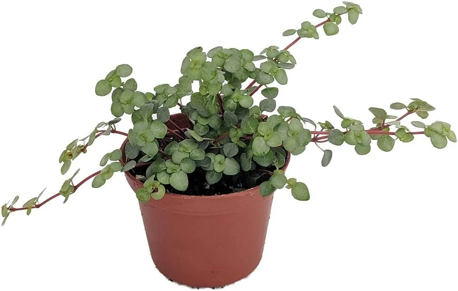 Pilea Glauca Plant - Blue Baby Tears Live Plant 2.5 inch Pot - Indoor - Image 1