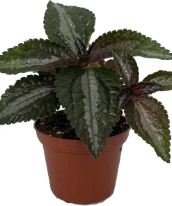 Pilea Spruceana 'Silver Tree' Live Plant - Friendship Plant - 2.5" Pot - Indoor/Outdoor - Image 2