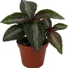 Pilea Spruceana 'Silver Tree' Live Plant - Friendship Plant - 2.5" Pot - Indoor/Outdoor - Image 1